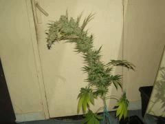 DSCF3244
