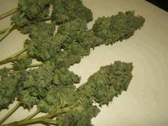 DSCF1757