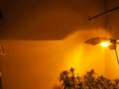 DSCF2446