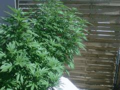 IMG 20120821 037