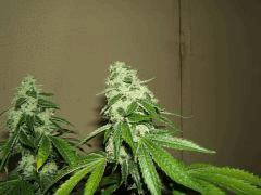 DSCF2694