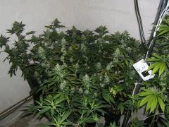 DSCF2404