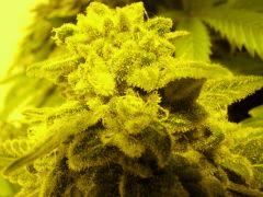 DSCF1238