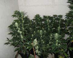 DSCF2185
