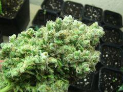 DSCF2856