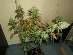 DSCF2673