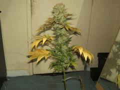 DSCF2877
