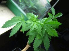DSCF2159
