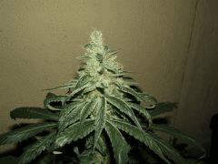 DSCF2731