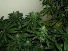 DSCF2298