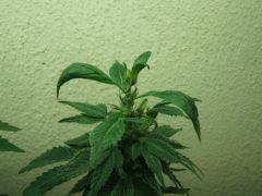 DSCF2834