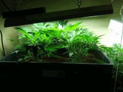 DSCF2607