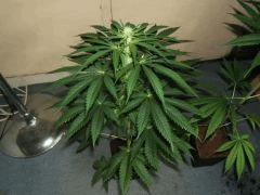 DSCF2023