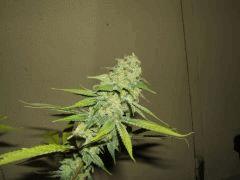 DSCF2683