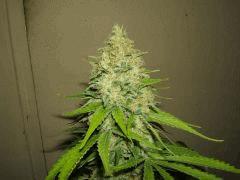 DSCF2705