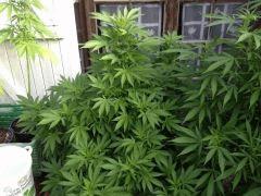 IMG 0372
