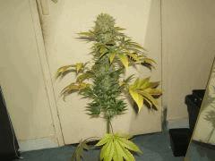 DSCF2805