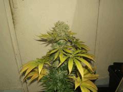 DSCF2806