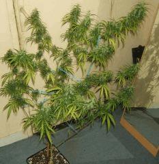 DSCF2371