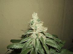 DSCF2902