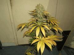 DSCF2885
