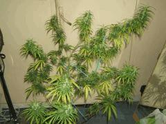DSCF2228