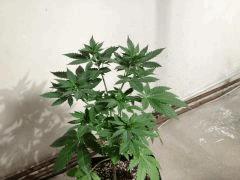 IMG 0844