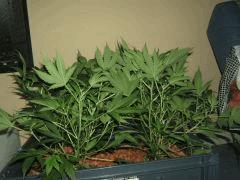 DSCF2742