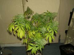 DSCF1549