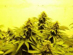 DSCF1180
