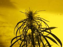DSCF1442