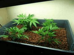 DSCF2436