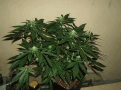 DSCF3517