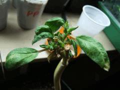 DSCF2166