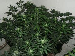 DSCF2077