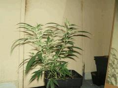 DSCF2927