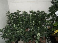 DSCF2074
