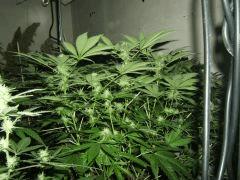 DSCF3607