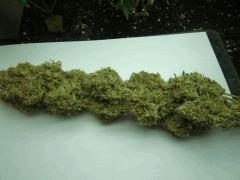 DSCF3494