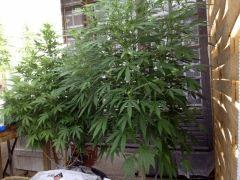 IMG 0359