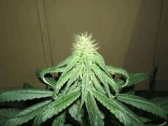 DSCF2137
