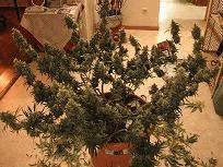 IMG 0091