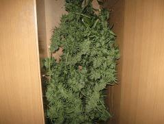 IMG 0097