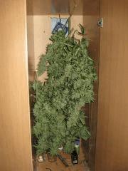 IMG 0098