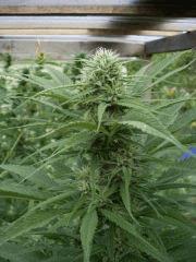 Lemon skunk
