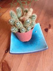 Anonymous :D (cactus et salicorne)