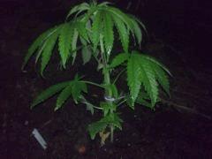 Easy Sativa