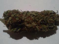 Big Bud