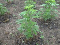 Easy Sativa