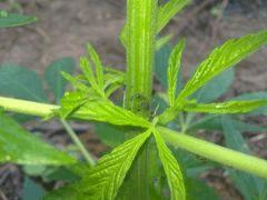 Fourmis